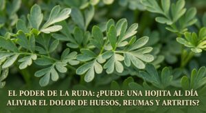 Hoja fresca de ruda sobre una mesa de madera, representando la medicina natural para aliviar dolores de huesos y artritis.